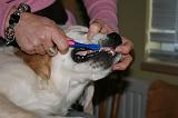 BROSSAGE DENTS 008
